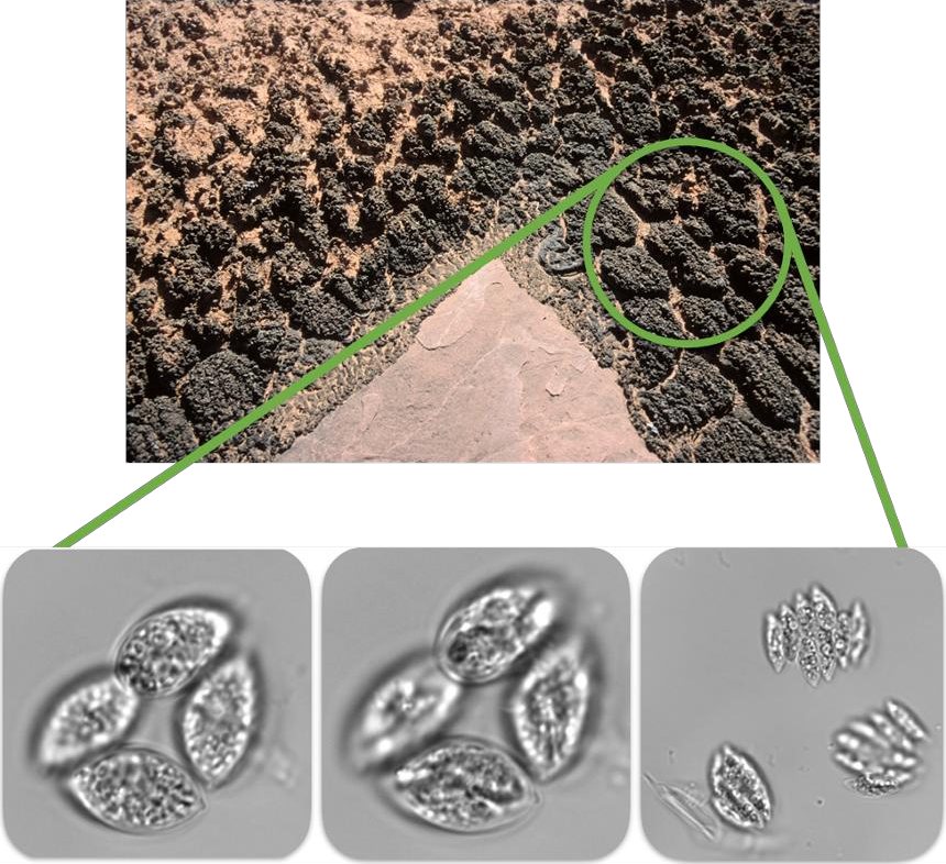Dark biocrust soil in the Bighorn Basin, with microscope images of the alga cells