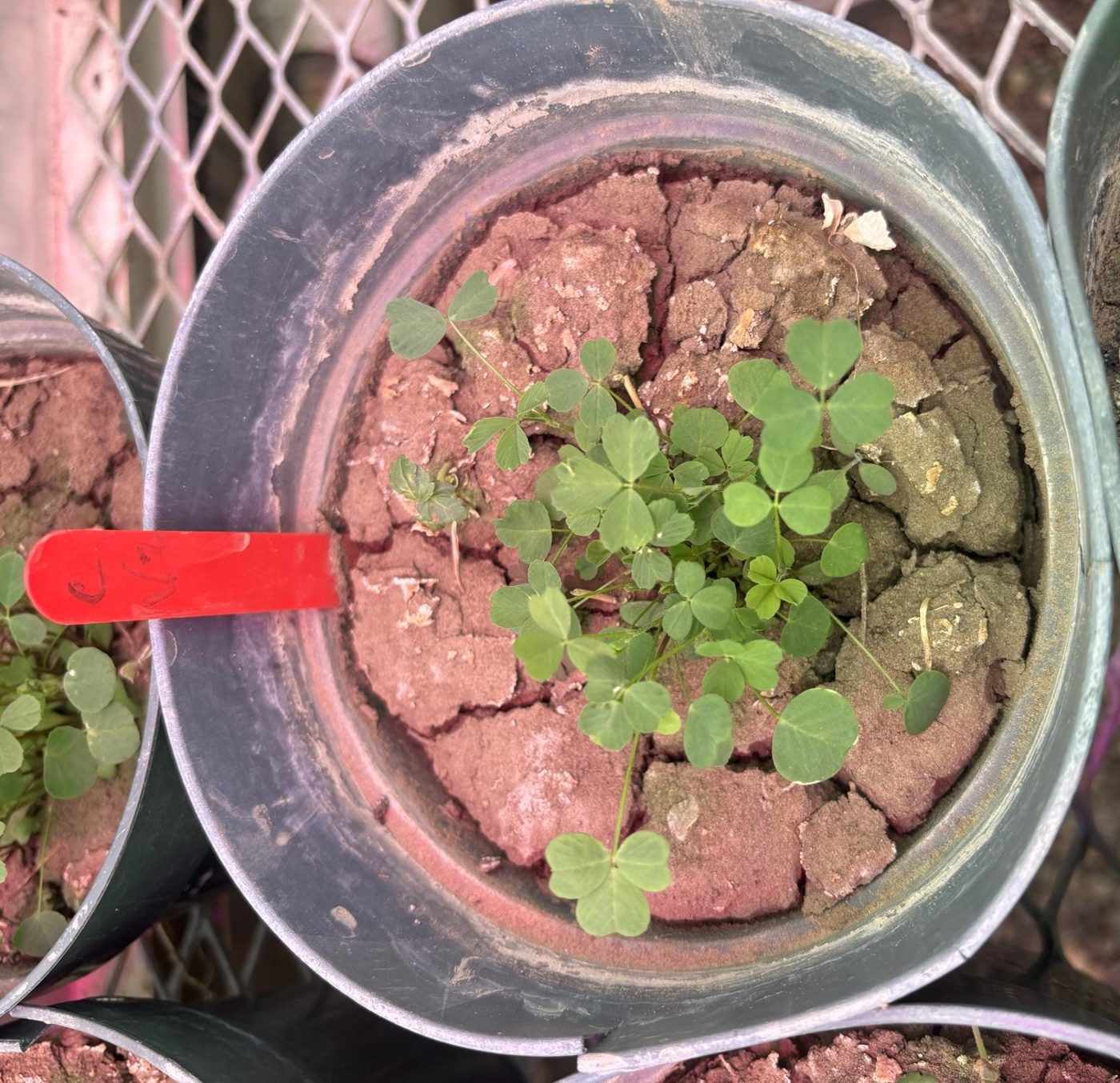 Seedlings growing in cracked soil in a greenhouse pot